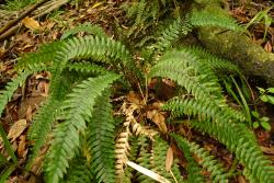 Blechnum chambersii. Plant with sterile fronds forming a suberect rosette, and shorter fertile fronds arising centrally.
 Image: L.R. Perrie © Leon Perrie CC BY-NC 3.0 NZ